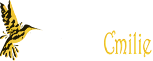  Logo du site